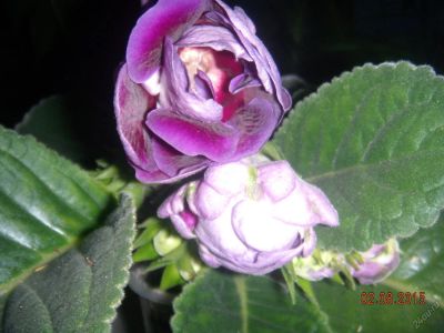 Лот: 5907548. Фото: 1. Глоксиния фиолетовая махровая... Горшечные растения и комнатные цветы