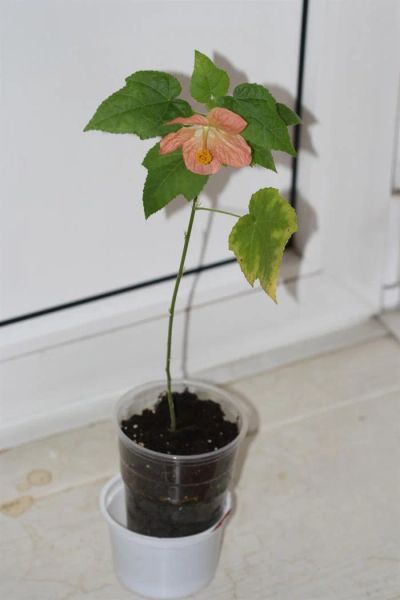 Лот: 3020256. Фото: 1. Абутилон белла персиковый (домашний... Горшечные растения и комнатные цветы