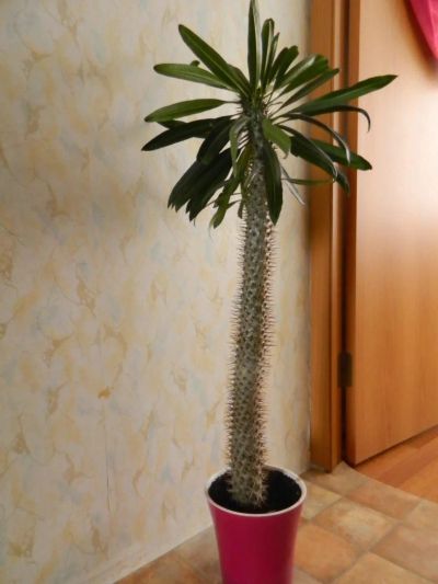 Лот: 6426935. Фото: 1. растение комнатное Пахиподиум. Горшечные растения и комнатные цветы