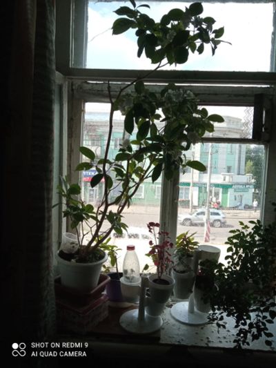 Лот: 9600549. Фото: 1. Табернемонтана. Горшечные растения и комнатные цветы