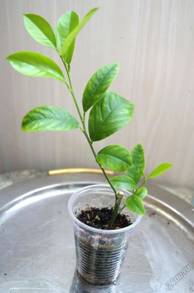 Лот: 5901480. Фото: 1. Лимон Мейера, укоренённый черенок. Горшечные растения и комнатные цветы