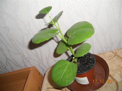 Лот: 1433937. Фото: 1. циссус антарктический. Горшечные растения и комнатные цветы