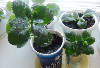 Лот: 2064807. Фото: 1. Каланхоэ. Горшечные растения и комнатные цветы