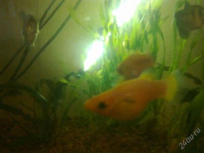 Лот: 2316185. Фото: 1. Мальки моллинезии 5 шт. рыбки. Рыбки