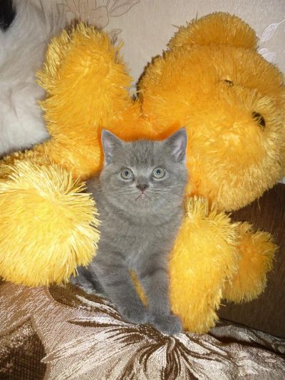 Лот: 3274571. Фото: 1. Британец мальчишка продам. Кошки, котята