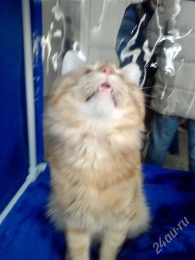 Лот: 2371236. Фото: 1. Выставочная клетка для кошки. Домики, переноски, клетки, когтеточки