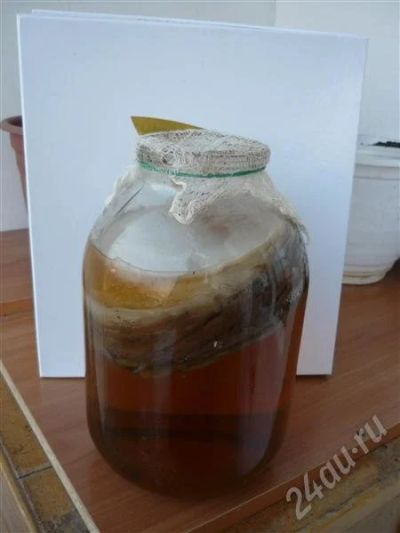 Лот: 508495. Фото: 1. чайный гриб. Другое (красота и здоровье)