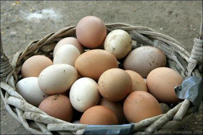 Лот: 22161106. Фото: 1. Яйцо куриное домашнее. Мясо, птица, яйцо