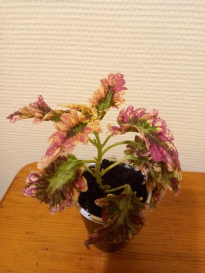 Лот: 14755671. Фото: 1. пестролистый колеус. Горшечные растения и комнатные цветы