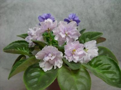 Лот: 6296250. Фото: 1. Лист сортовой фиалки РС-Морская... Горшечные растения и комнатные цветы