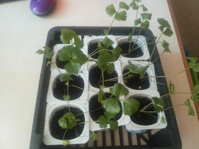 Лот: 7268735. Фото: 1. Сельдерей корневой "Яблочный". Овощи