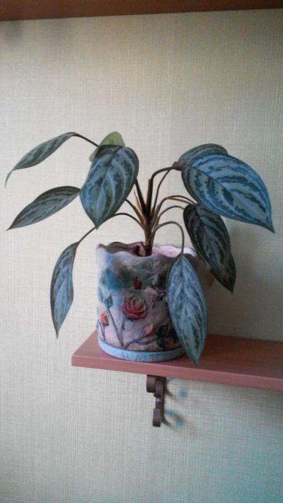 Лот: 6512671. Фото: 1. аглонема. Горшечные растения и комнатные цветы