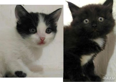 Лот: 11890006. Фото: 1. Отдам двух котят мальчиков бело-черный... Кошки, котята