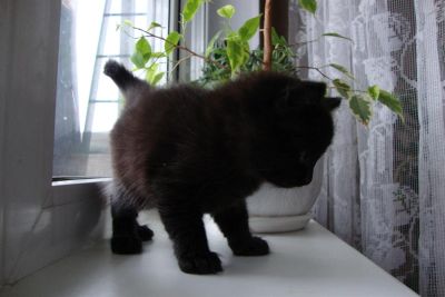 Лот: 3510094. Фото: 1. котенок черный мальчик. Кошки, котята