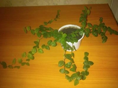 Лот: 4413117. Фото: 1. фикус бенджамина карликовый PUMILа... Горшечные растения и комнатные цветы