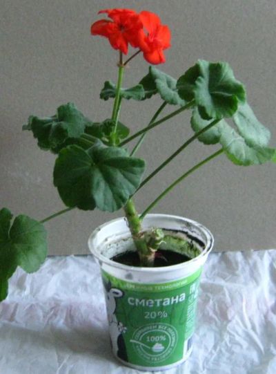 Лот: 22851489. Фото: 1. Герань цветущая красная. Декоративные кустарники и деревья