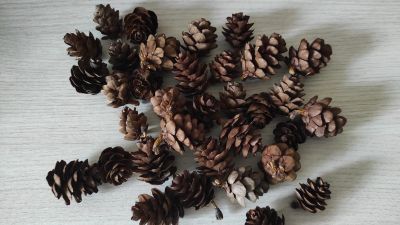 Лот: 25900025. Фото: 1. Шишки маленькие лиственница. Материалы для ручной работы