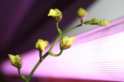 Лот: 3535206. Фото: 1. Орхидея онцидиум с цветоносом. Горшечные растения и комнатные цветы