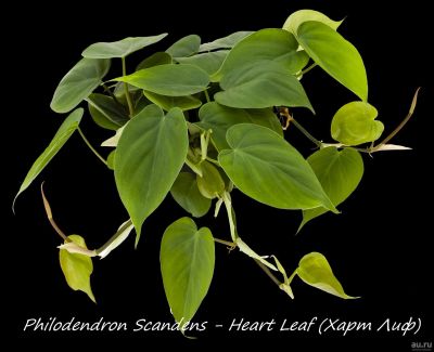 Лот: 16594658. Фото: 1. Филодендрон лазящий - Heart Leaf... Горшечные растения и комнатные цветы