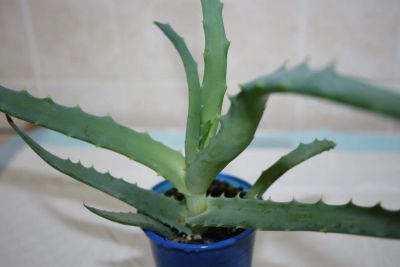 Лот: 4350407. Фото: 1. Алое (алоэ) древовидный 1. Горшечные растения и комнатные цветы