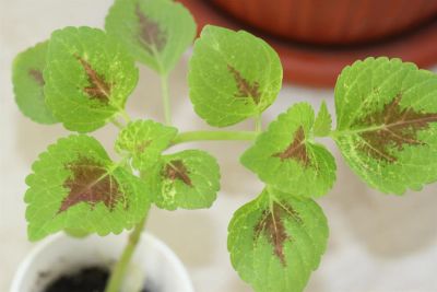 Лот: 3149266. Фото: 1. Колеус (крапивка) 7. Горшечные растения и комнатные цветы