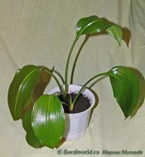 Лот: 4541708. Фото: 1. Эухарис (Эвхарис), амазонская... Горшечные растения и комнатные цветы