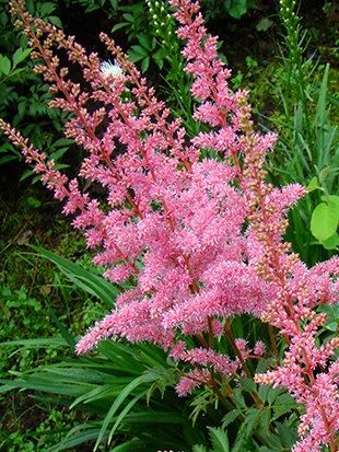 Лот: 3051485. Фото: 1. Астильба Кетлея. Садовые цветы