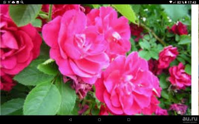 Лот: 17468108. Фото: 1. Роза кустарниковая бордовая. Декоративные кустарники и деревья
