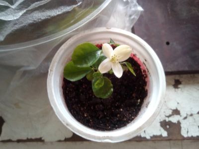 Лот: 15891623. Фото: 1. Муррайя цветет. Горшечные растения и комнатные цветы