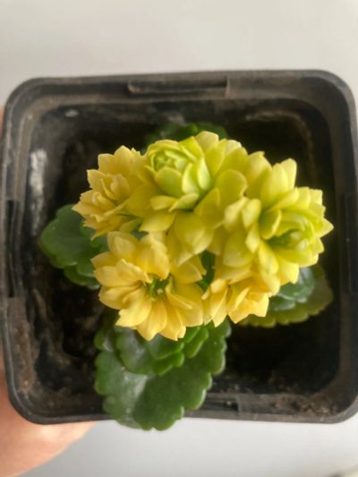 Лот: 21725553. Фото: 1. Каланхоэ желтый махровый. Горшечные растения и комнатные цветы