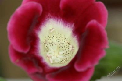 Лот: 2879105. Фото: 1. Глоксиния 20 (цветущее растение... Горшечные растения и комнатные цветы