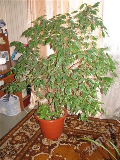 Лот: 477418. Фото: 1. Фикус Бенжамина.Хорошо для офиса... Горшечные растения и комнатные цветы