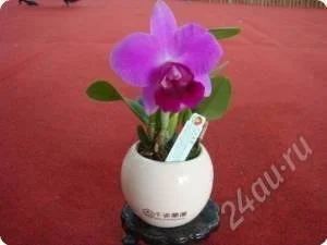 Лот: 1653675. Фото: 1. Орхидея каттлея сиреневая. Горшечные растения и комнатные цветы
