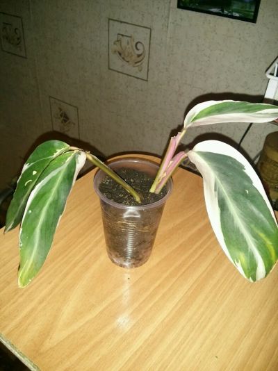 Лот: 5530631. Фото: 1. Строманта кроваво- красная 40... Горшечные растения и комнатные цветы