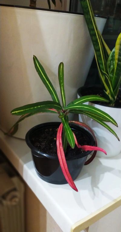 Лот: 18929826. Фото: 1. Кротон (кодиеум) вариергатный... Горшечные растения и комнатные цветы