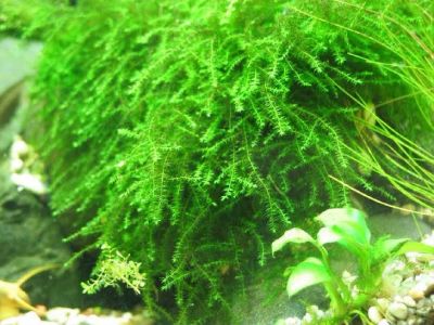 Лот: 11739612. Фото: 1. Мох Бабл (Moss sp. Bubble). Водные растения