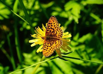 Лот: 9840778. Фото: 1. Легендарная пивная банка ( beercan... Объективы
