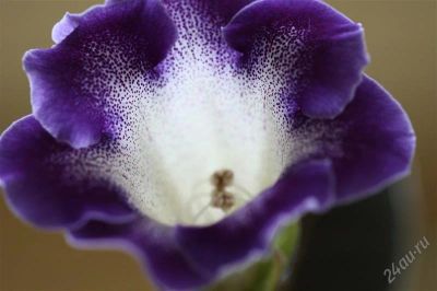 Лот: 2879154. Фото: 1. Глоксиния 22 (цветет). Горшечные растения и комнатные цветы