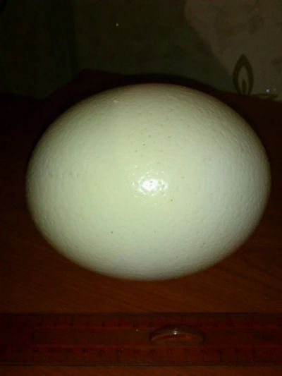 Лот: 3198361. Фото: 1. Яйцо страуса. Мясо, птица, яйцо