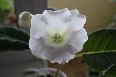 Лот: 2838765. Фото: 1. Глоксиния 4 (цветет). Горшечные растения и комнатные цветы