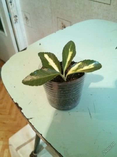 Лот: 5671982. Фото: 1. Бересклет Sunspot 40 рубл.!. Горшечные растения и комнатные цветы