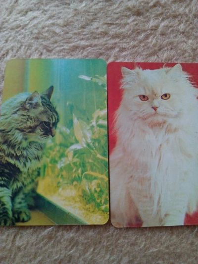 Лот: 8850028. Фото: 1. календарики с кошками. Календари