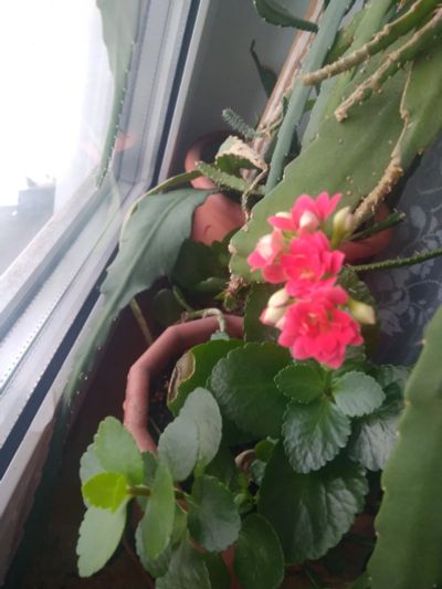 Лот: 25885177. Фото: 1. Каланхоэ цветущий. Горшечные растения и комнатные цветы