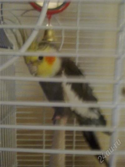 Лот: 1857849. Фото: 1. Продам попугая Карео! Мальчик... Птицы