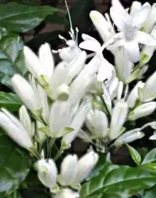 Лот: 19233692. Фото: 1. Уайтфельдия (witfieldia). Горшечные растения и комнатные цветы