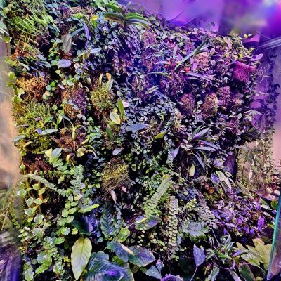 Лот: 25855696. Фото: 1. Мини-Орхидеи. Большая коллекция. Горшечные растения и комнатные цветы