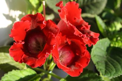 Лот: 4198581. Фото: 1. Глоксиния красная (всё растение... Горшечные растения и комнатные цветы