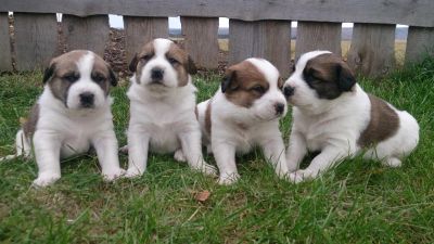 Лот: 4587532. Фото: 1. Среднеазиатская овчарка САО Алабай... Собаки, щенки