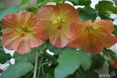 Лот: 3888433. Фото: 1. Абутилон Бэлла. Горшечные растения и комнатные цветы