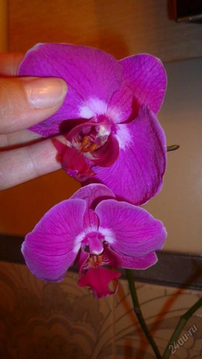 Лот: 5692657. Фото: 1. Орхидея фаленопсис F53(отцвела... Горшечные растения и комнатные цветы